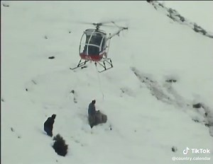 Rescue of Sheep from South Island Snow in 1983
