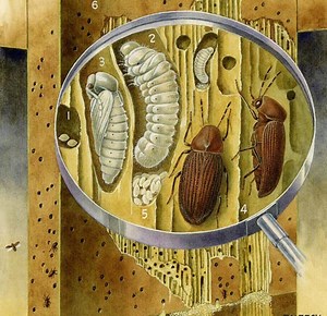 Defects Caused to Timber by Insects and Marine Borers