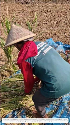 Rice Farming: How Mechanical Threshing Transforms Fresh Harvest into Ready Grain