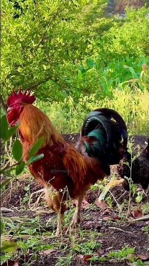 Majestic Rooster Wing Shake… Then That One Village Morning Crow 🐓🌿 #villagelife #rooster