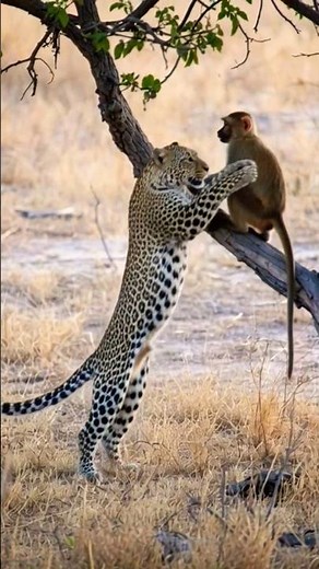 wild Lion Attack Monkey in Tree | Shocking Wildlife Moment 🦁🐒 #wildlife #lionattack #monkey