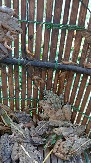 Real frogs show 😲😲 #frog #dailylife #shorts