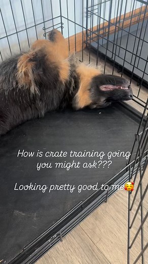 Crate training is not a punishment. Once they get use to it- they actually find security & comfort in their crates. Here Hemi is rocking crate training and now after just 2 days of training- he will go lay in his crate on his own. He is looking pretty comfortable & happy to be in it to me🤩 Tips to a happy crate training session- 👋🏽 minutes. Start with small increments of confinement. 🥩 high value treats with each training session. Within a fews days your pup will be eager crate up ⬆️ Ignore 