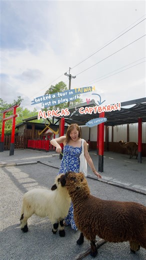 804 reactions · 18 comments | spotted the cutest alpacas & capbybaras...