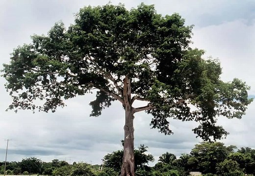 5 Fastest Growing Trees in India | Shade Giving, Fruit Bearing, Medicinal