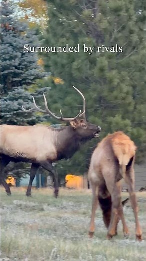 Bull Elk With Club-Shaped Antler Defends His Harem