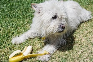 How to feed your dog nutritious meals for less – our top 10 tips - RSPCA SA