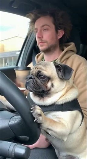 Pug driving a car #funnyanimals