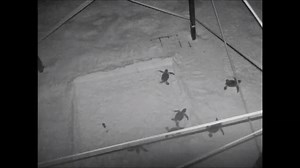 Brent captured a cool, night vision video of the Green Sea Turtle babies making thier way to the gulf this morning around 4am... Thx Brent Williams! (All sea turtle footage obtained with the approval of the U. S. Fish and Wildlife Service under conditions not harmful to this or other turtles.) #OrangeBeach #obaSeaTurtles #GreenSeaTurtles #oba | OBA Community Website