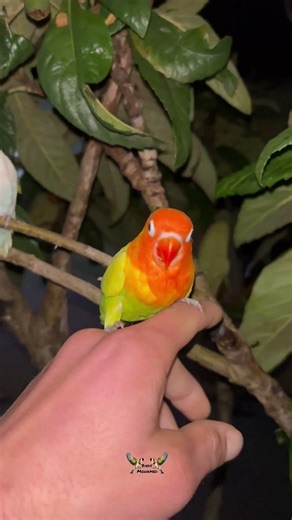 Why Do These Birds Sleep Outside at Night? 😳🌌