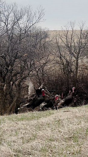 Spring turkey hunting can bring a mix of variable weather. Having the right layering system is vital to keeping comfortable so that you can extend your time in the field and achieve success. Check out the Top 5 Turkey Hunting Gear picks at the link below. https://bit.ly/41mePQW #KUIU #KUIUNation | KUIU