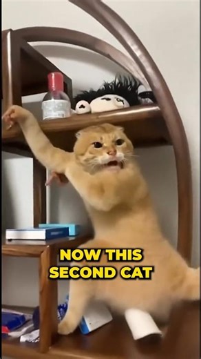 Kung Fu Pets Compilation 😂🐾 #FunnyAnimals #KungFuPets #HilariousPets #aivideo