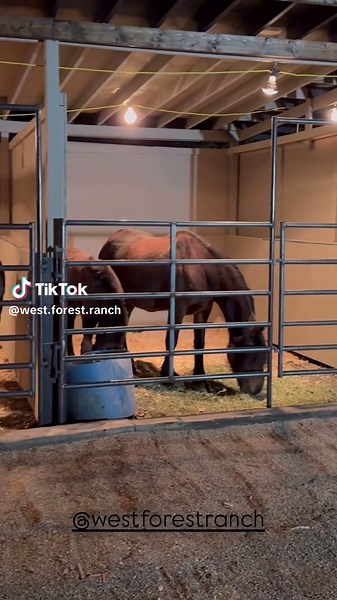 Exploring Friesian Horses at a Utah Ranch