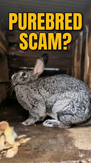 Purebred vs Crossbred: The Homestead Rabbit Truth