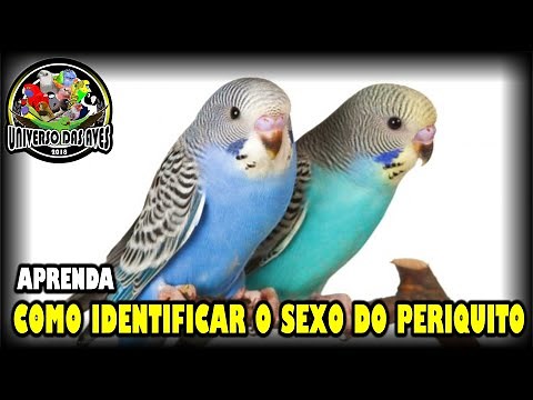 HOW TO KNOW IF THE PARAKEET IS MALE OR FEMALE - LEARN IN PRACTICE.