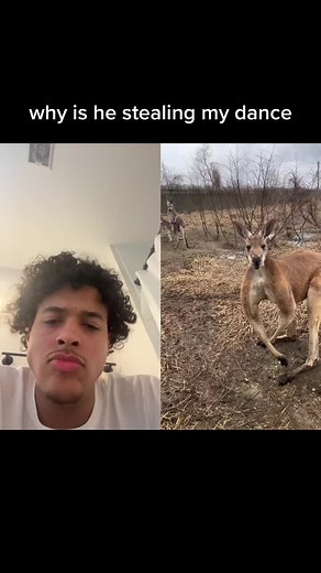 Discovering the Kangaroo Jack Dance Thief