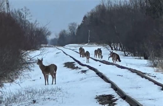 Corn spill along railroad tracks linked to deer deaths in Kittson County