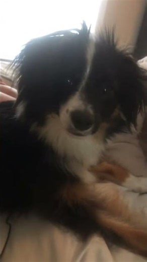 Attentive Dog Reacts to High-Pitched Sounds#doghearing #highfrequency #caninereaction