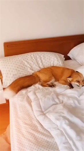 🦊fox lover ❤️ on Instagram: "What it’s like coming home to Juniper everyday - 📸 Source: @ juniperfoxx on TikTok All credit are reserved for their respective Owners - 💥Contact for credit/removal=> @ fixposts - - - - #snowfox#foxlovers#ilovefoxes#foxkit#myfox#lovefoxes#kitfox#foxpuppy#tamefox#foxesandcub#domesticfox#domesticatedfox#foxloverfox#foxs#foxtattoo#tamefo#wildlifespic#foxeyes#foxhound#foxhunting#foxi#foxlover#foxx#getoutdoors#goldensmile"