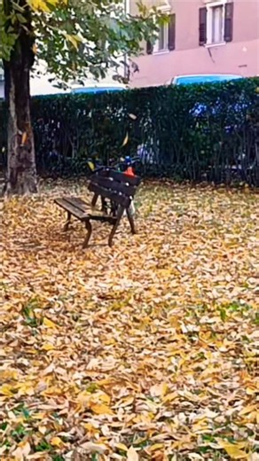 Autumn 🍂 Leaves Falling 🍁 Beautiful view Fall Scenery #autumn #beautifulfall # leaves #viralshorts