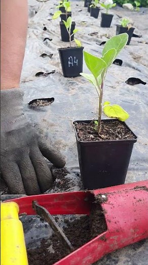 How to plant eggplants correctly 🍆