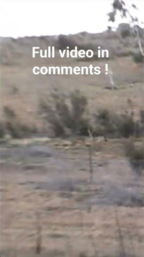 wild dogs hunting kangaroo Australia #australia #outdoors #nature #outback #wildlife