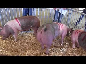 2017 State 4-H Livestock Judging Contest - Market Hogs
