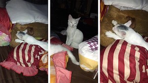 Adorable kitten tries to feed from pillow 🐱😍 | Storytrender