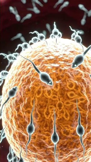 The Journey of Sperm Cells to the Egg 🥚⚡ | How Fertilization Happens!