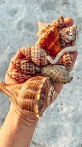Always a great day when you’re at the beach 🐚 #seashells #beachy #shells #beachcombing #beachfinds | Gulf Coast Shells