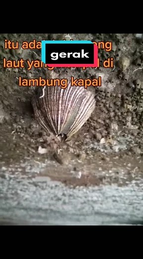 Tritip Laut: Hewan Tritip dan Racun Bernackle Ring