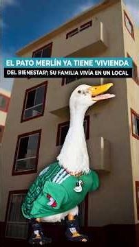 💖 Pato Merlín has a home now 🏠🪿: His family receives housing after living in a commercial space