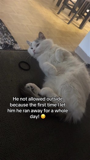 Nunca más dejaré que mi gato salga solo