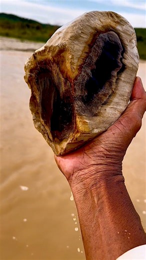 Found a fossilized wood stone with black inside #fossil #woodfossilized #stone | Jonnaidi Jhon Diamond