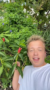 35K views · 1.1K reactions | Have you ever tried red button ginger? | Gray Davis | Facebook