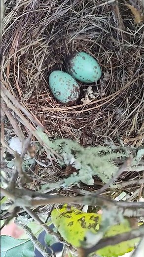 The loveliest eggs Pale blue as a summer sky’s kiss, Freckled with chocolate-brown bliss.