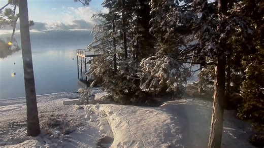 3.7K views · 290 reactions | Tahoe is Bear Country and is within the Tahoe National Forest. The bears, the Lake, the trees and all the native wildlife are what make it magical, worth protecting and beloved by all. Remember, you can't take the 'wild' out of the forest and still call it a 'wilderness'. This footage was taken May 3, 2023 on the West Shore of Lake Tahoe near BEAR League headquarters. | BEAR League | Facebook