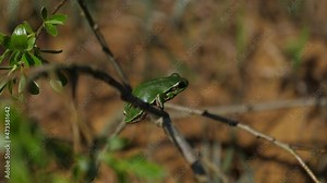 Green tree frog attentive to prey perched on a bush branch