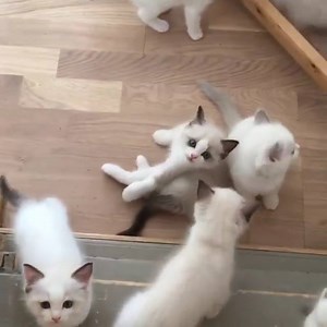 32K views · 2.8K reactions | "Hey, it's us! Let us in!" | Purrtacular | Facebook