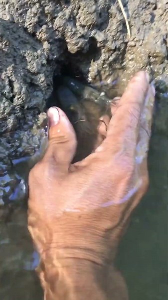 ​Primitive Hole Fishing: Finding Big Prawns with Bare Hands