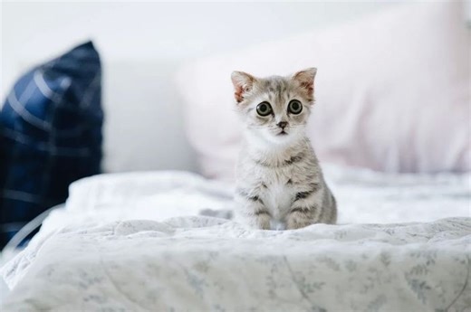 Daftar Sebutan Nama-Nama Anak Hewan dalam Bahasa Indonesia, Salah Satunya Cemeng untuk Anak Kucing - Bobo