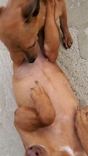 #creatorsearchinsights #fyp #viral #dog | dogs