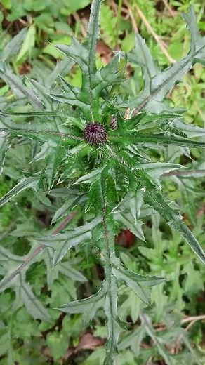 アザミ 食べられる野草シリーズ