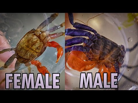 Vampire Crab Breeding