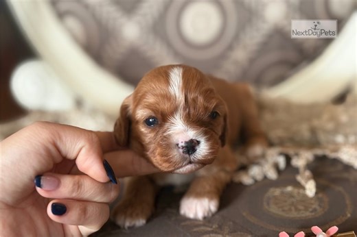 Kyra - Cavapoo Puppy D14A96
