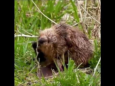 Amazing Beaver Building Masterpiece in Utah’s Wild Waters