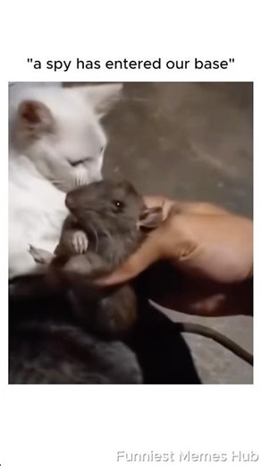 Dank Memes 😭 Part 74