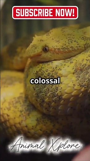 “😱😱World’s Largest Snake Ever Recorded – You Won’t Believe Its Size!”