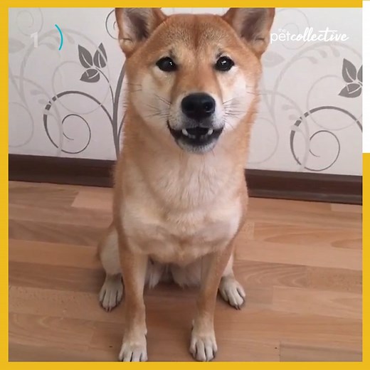 119K views · 1.9K reactions | Do you have a Shiba Inu? Tell us about it! | The Pet Collective | Facebook
