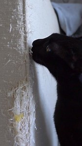 🚨 Your cat isn’t being naughty—they’re just being a cat! 🚨 Scratching is natural! It helps cats stretch, relieve stress, and mark territory. The trick? Giving them the right place to scratch. A sturdy post in the right spot can save your furniture! 🛋️🚫 Need expert tips & scratch-friendly solutions? Visit Budget Pet Products today! 🐾✨ #CatScratching #HappyCats #BudgetPetProducts | Budget Pet Products